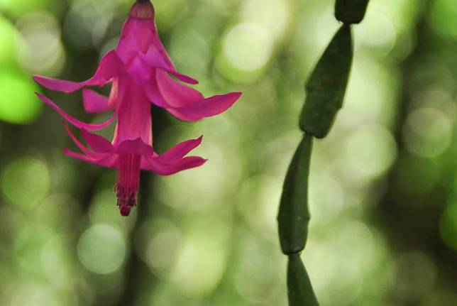 Uma bela e delicada orquídea no Vale da Luva, 2o dia de caminhada na travessia do Parque Nacional da Serra dos Órgãos, no Rio de Janeiro